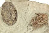 Plate Of Foulonia & Asaphellus Trilobites - Fezouata Formation #209726-4